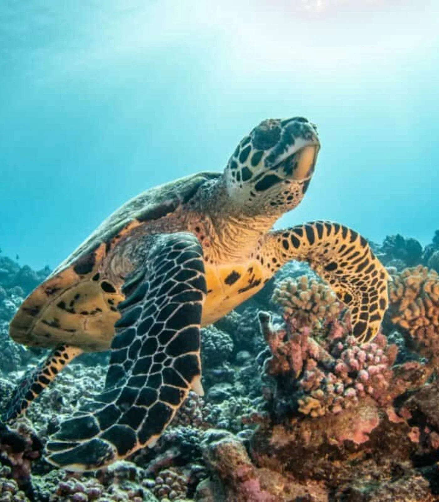 Rangiroa